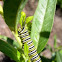 Monarch 