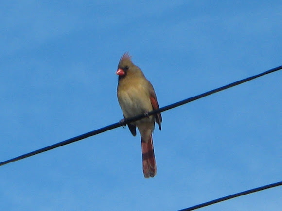 Spotting Image 1