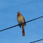 Cardinal femelle