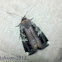 Bogong moth