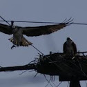 Osprey