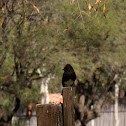 Black Phoebe (Mosquero negro)