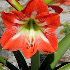 joan6153
