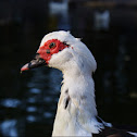 Pato
