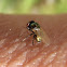 Mosca lonchaea aurea