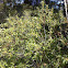 Bayberry or wax myrtle