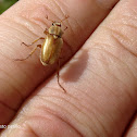Beetle
