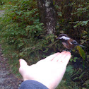 Chestnut-Backed Chickadee