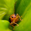 Black Flea Beetle