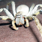 Large Wandering Crab Spider