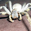 Large Wandering Crab Spider