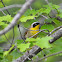 Common Yellowthroat