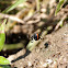 Black Widow Spider