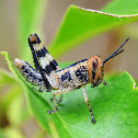 Hedge Grasshopper (nymph)
