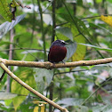 bird