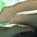 dryad's saddle