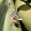 Jumping Spider
