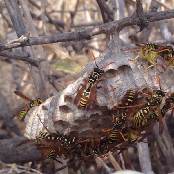 Noah project detroit image