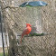 Northern Cardinal