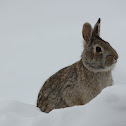 Eastern Cottontail