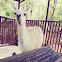 Llama