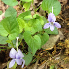 Long-spurred Violet