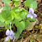 Long-spurred Violet