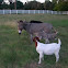 Goat, donkeys
