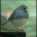 Dark-eyed Junco