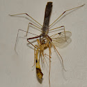Assassin bug assassinating a wasp