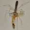 Assassin bug assassinating a wasp