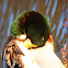 Rouen Mallard