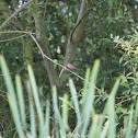 Common Waxbill, Bico de lacre