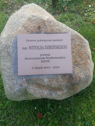 Drzewo Prof. Witolda Dzbenskiego