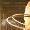 pholicid spider web