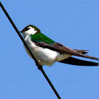 Violet-green Swallow