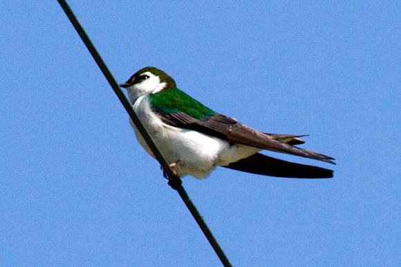 Spotting Image 1