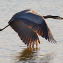 Great Blue Heron