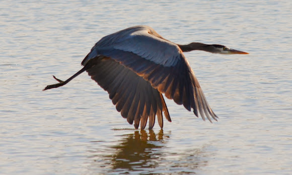 Spotting Image 1