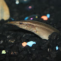 Peacock Eel