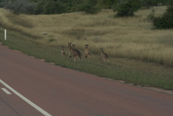 Spotting Image 1