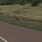 Eastern Grey Kangaroo