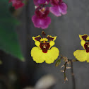 Orchid