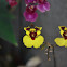 Orchid