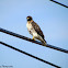 Red-tailed Hawk