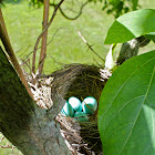 Robin's nest