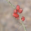 Christmas Cholla,  Desert Christmas Cactus