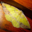 Geometrid Moth