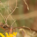 Katydid Nymph