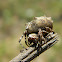 Star Bellied Orbweaver